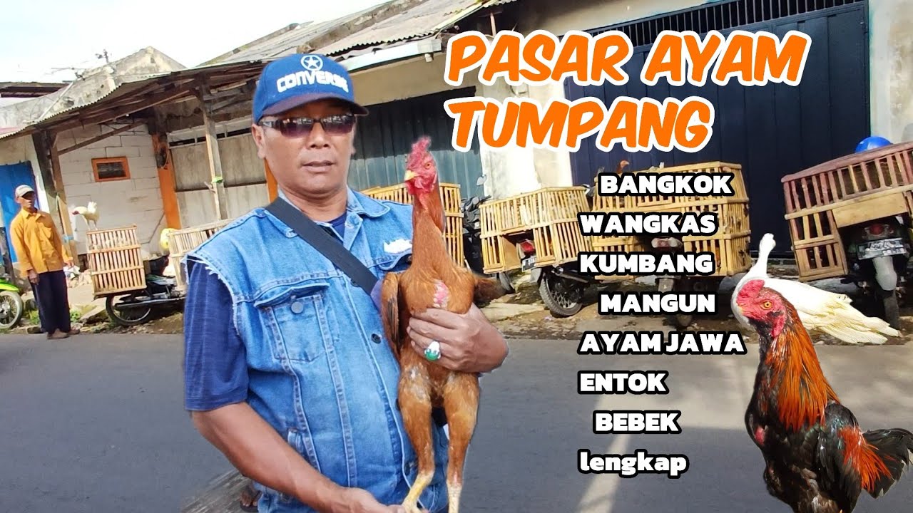 PASAR AYAM TUMPANG ketemu bangkok wangkas /Hitam kumbang langsung laku