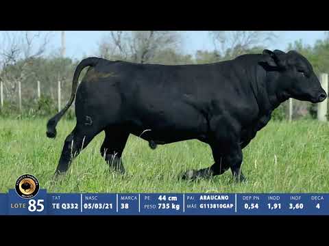 LOTE 85 BRANGUS TE Q332