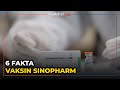6 Fakta Vaksin Sinopharm, Vaksin Bo