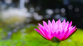 Raised pond with seating. Easy DIY!