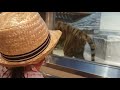 2018 いしかわ動物園 トラ の動画、YouTube動画。