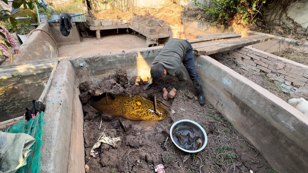 10斤黄鳝在水池里自然生长了一年，挖开泥巴看长大没，是赚还是亏
