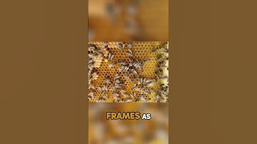 Master the Two Frame Split Technique for Beekeeping