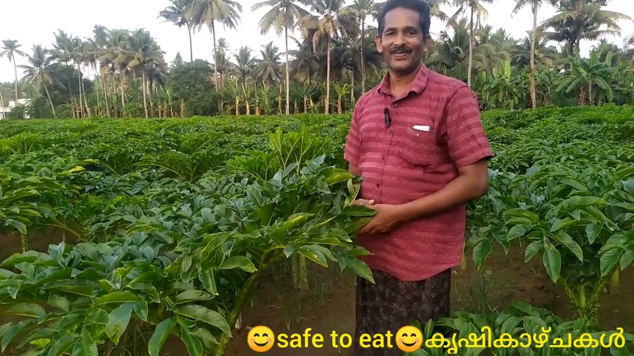 🌿#നനചേന കൃഷിയെ കുറിച്ച് കൂടുതലായി  അറിയാം 🌿#Nanachena krishi