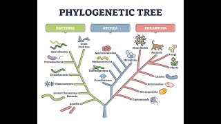 Why Its 98% Certain That There Is A Tree of Life