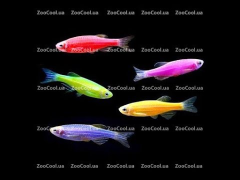 Данио рерио ГЛО ассорти (Danio GLOFISH), общий обзор для начинающих