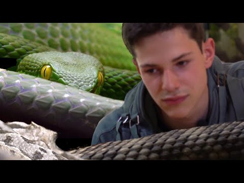 Face to face with venomous snakes! 2/2 (feat @the.venom.boy) INSECTOPODE