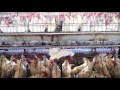 EXPOSED: Life Inside a Battery Cage on a Mexican Hen Farm