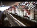 Exposed life inside a battery cage on a mexican hen farm