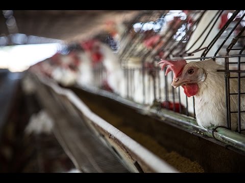 EXPOSED: Life Inside a Battery Cage on a Mexican Hen Farm