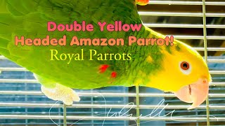 The Double Yellow Headed Amazon Parrot