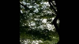 A Little Film About A Treehouse Part 1