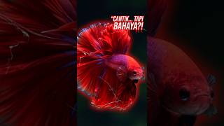 Cupang Ini Terlalu Cantik… Sampai Bisa Menyiksa Dirinya Sendiri?! #betta #ikan #cupang