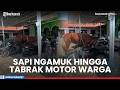 Detik-detik Sapi Kurban Ngamuk Saat Hendak Disembelih, Tabrak Motor Warga Hingga Rusak