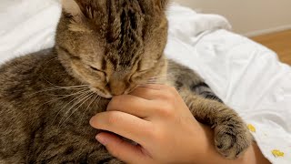 ENG) The night we moved in, my pampered cat wouldn't let go of my sister's hand!