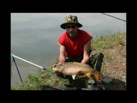 სარკისებრი კობრი