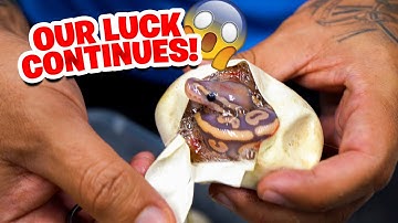 Our Luck Continues! This is getting crazy !!