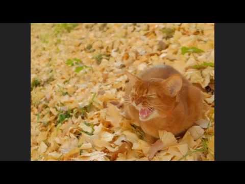 思い出ぽん！ るう