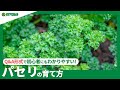 ☘42:パセリの育て方｜種まきの方法、植え替え方や日々の管理、収穫方法などもご紹介｜【PlantiaQ&A】植物の情報、育て方をQ&A形式でご紹介