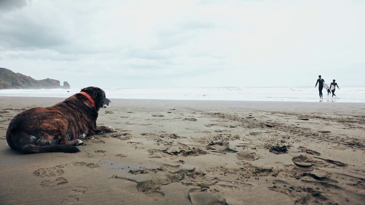 Bethells Beach Surfing - DJI Phantom 3 PRO