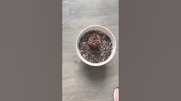 growing pine cones!