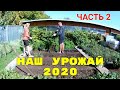 Наш урожай в 2020 году ЧАСТЬ 2