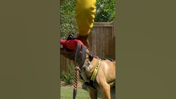 Puppy Bitework Session