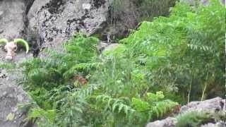 Helm crag 0712 p1 video