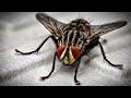 Fly Buzzing Sound Effect Housefly Annoying Noise Flies Best Natural Sound Effects HQ Free To Use Fly Buzzing Sound Effect Housefly Annoying Noise Flies Best Natural Sound Effects HQ Free To Use