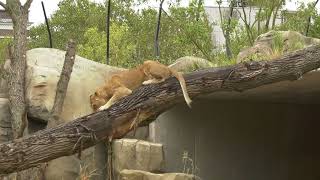 Download Lagu Nieuwe leeuwenverblijf Artis geopend MP3