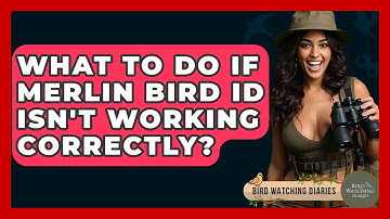 What To Do If Merlin Bird ID Isn