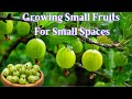 Growing small fruits on small acreage gooseberries  currants