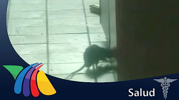 ¿Qué enfermedades pueden contagiarte las ratas?