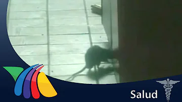 ¿Qué daños causan las ratas en su casa?