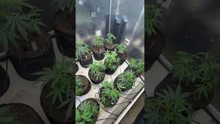 Water set up everyone planted! 1 week and we flipping #grow #simpro #420 #clones