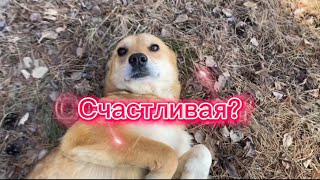 «СЧАСТЛИВАЯ?» - трогательный МИНИ-ФИЛЬМ о бездомной собаке!