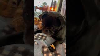 Pug Waits for Snack | Food Treat Trick Dog Training Waiting #dogtraining #dogtricks #dogtrainer