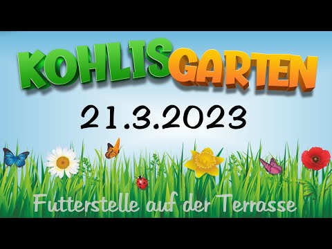 Vogelbeobachtung in Kohlis Garten am 21. März 2023 (kurz, leider, doofe Technik :D)