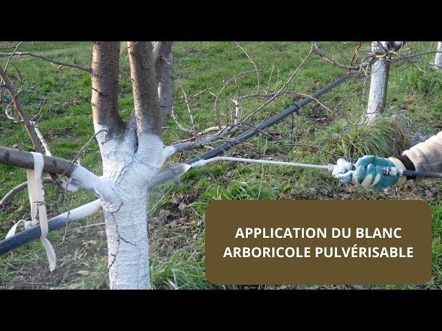 Application du Blanc Arboricole Pulvérisable Solu'Nature 