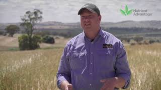 Incitec Pivot Fertilisers: Flexible phosphorous strategies in canola to optimise establishment