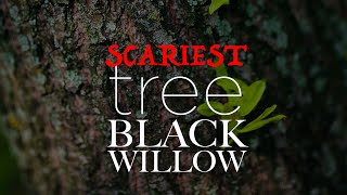 The Scariest Tree - Black Willow Net Worth