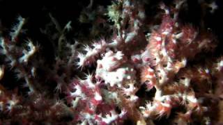 Pygmy Seahorse 1.MP4