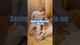 Saying Goodbye to Our Courageous Calf #cattlefarmer #smallranch #ranching