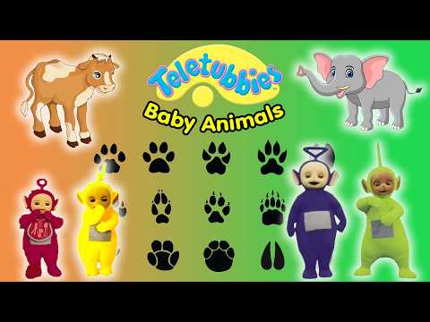 Teletubbies: Baby Animals (DVD)