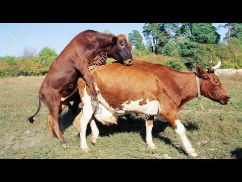 Спаривание быков с быками. Спаривание крупного рогатого скота. Корова и бык спариваются.