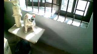 22112009.mp4