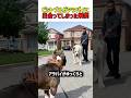 【驚き】最強ピットブルvs巨大犬アラバイ。一触即発の沈黙を破った「意外な結末」が凄すぎる　#いぬ #犬 #犬動画 #驚き #ピットブル #アラバイ #犬 #衝撃映像 #一触即発 #shorts