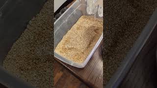 How to make egg box for ballpython, and collect 11 eggs from big ballpython!! 