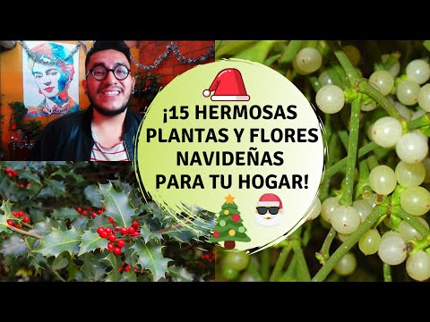 Video: Plantas navideñas no tradicionales: diferentes plantas para Navidad este año