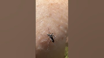 Citronella vs Mosquito